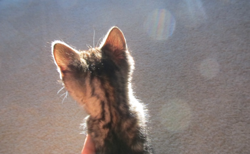 Lucy, the Woodpile Kitten